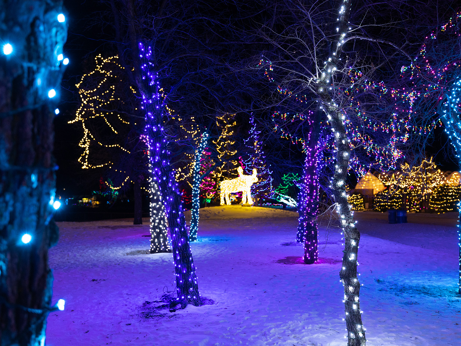 Lit trees surround a large moose made of lights
